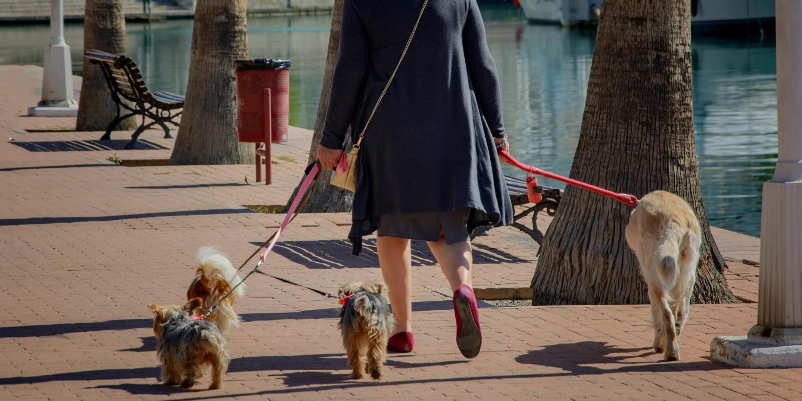 Vivir con Mascotas en Alicante: Guía y Consejos